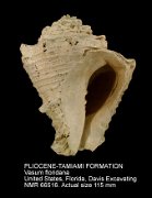 PLIOCENE-TAMIAMI FORMATION Vasum floridana